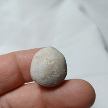 Load image into Gallery viewer, Sphaeroidothyris globisphaeroidalis
