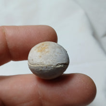 Load image into Gallery viewer, Sphaeroidothyris globisphaeroidalis
