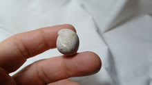 Load image into Gallery viewer, Sphaeroidothyris globisphaeroidalis
