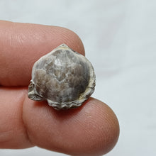 Load image into Gallery viewer, Piarorhynchia radstockensis
