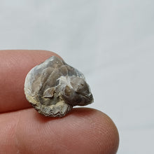 Load image into Gallery viewer, Piarorhynchia radstockensis

