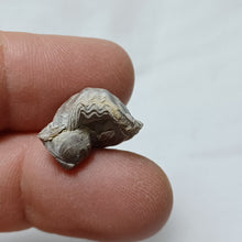 Load image into Gallery viewer, Piarorhynchia radstockensis
