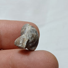 Load image into Gallery viewer, Piarorhynchia radstockensis

