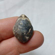 Load image into Gallery viewer, Lobothyris fusiformis
