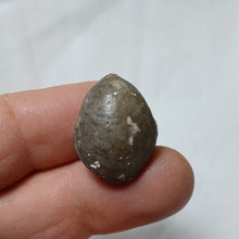 Load image into Gallery viewer, Lobothyris fusiformis
