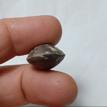 Load image into Gallery viewer, Lobothyris fusiformis
