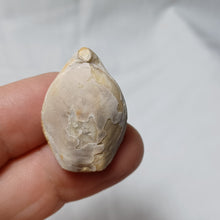 Load image into Gallery viewer, Dorsoplicathyris subinsignis

