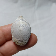 Load image into Gallery viewer, Ornithella censoriensis

