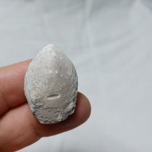 Load image into Gallery viewer, Ornithella censoriensis
