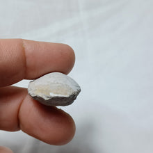 Load image into Gallery viewer, Ornithella censoriensis
