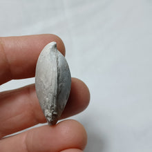 Load image into Gallery viewer, Ornithella censoriensis
