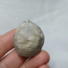 Load image into Gallery viewer, Sphaeroidothyris sphaeroidalis
