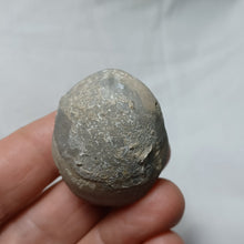 Load image into Gallery viewer, Sphaeroidothyris sphaeroidalis
