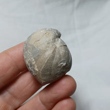 Load image into Gallery viewer, Sphaeroidothyris sphaeroidalis
