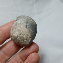 Load image into Gallery viewer, Sphaeroidothyris sphaeroidalis
