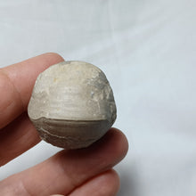 Load image into Gallery viewer, Sphaeroidothyris sphaeroidalis
