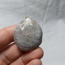 Load image into Gallery viewer, Ornithella delmontana
