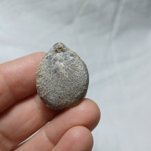 Load image into Gallery viewer, Ornithella delmontana
