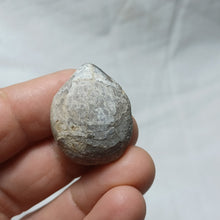 Load image into Gallery viewer, Ornithella delmontana
