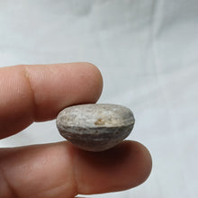 Load image into Gallery viewer, Ornithella delmontana
