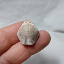 Load image into Gallery viewer, Xestosina suprajurensis
