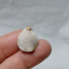 Load image into Gallery viewer, Xestosina suprajurensis
