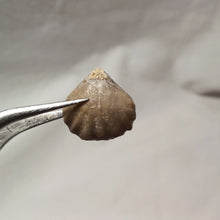 Load image into Gallery viewer, Laevigaterhynchia triplicosa
