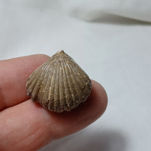 Load image into Gallery viewer, Cymatorhynchia quadriplicata
