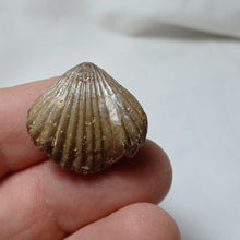 Load image into Gallery viewer, Cymatorhynchia quadriplicata
