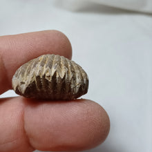 Load image into Gallery viewer, Cymatorhynchia quadriplicata
