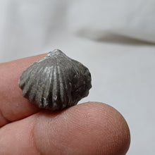 Load image into Gallery viewer, Tetrarhynchia tetraedra
