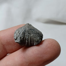 Load image into Gallery viewer, Tetrarhynchia tetraedra
