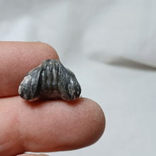 Load image into Gallery viewer, Tetrarhynchia tetraedra

