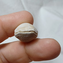 Load image into Gallery viewer, Tubithyris wrighti
