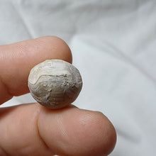Load image into Gallery viewer, Conarothyris opima
