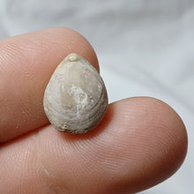 Load image into Gallery viewer, Tubithyris wrighti
