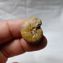 Load image into Gallery viewer, Callyphylloceras manfredi
