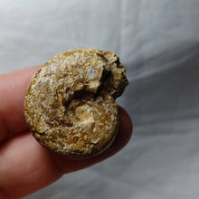 Load image into Gallery viewer, Sowerbiceras tortisulcatum
