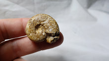 Load image into Gallery viewer, Sowerbiceras tortisulcatum
