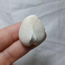 Load image into Gallery viewer, Cardiaster cotteauanus
