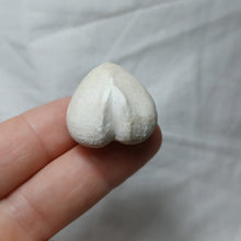 Load image into Gallery viewer, Cardiaster cotteauanus
