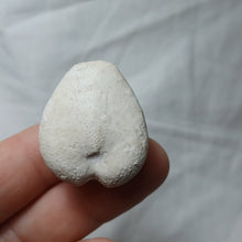 Load image into Gallery viewer, Cardiaster cotteauanus
