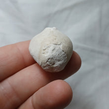 Load image into Gallery viewer, Cardiaster cotteauanus
