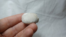 Load image into Gallery viewer, Cardiaster cotteauanus
