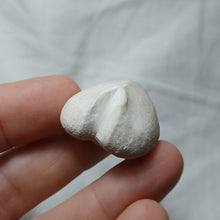 Load image into Gallery viewer, Cardiaster cotteauanus
