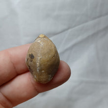 Load image into Gallery viewer, Lophrothyris calloviensis
