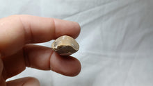 Load image into Gallery viewer, Lophrothyris calloviensis
