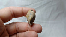 Load image into Gallery viewer, Lophrothyris calloviensis
