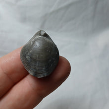 Load image into Gallery viewer, Xestosina subselloides
