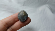 Load image into Gallery viewer, Xestosina subselloides
